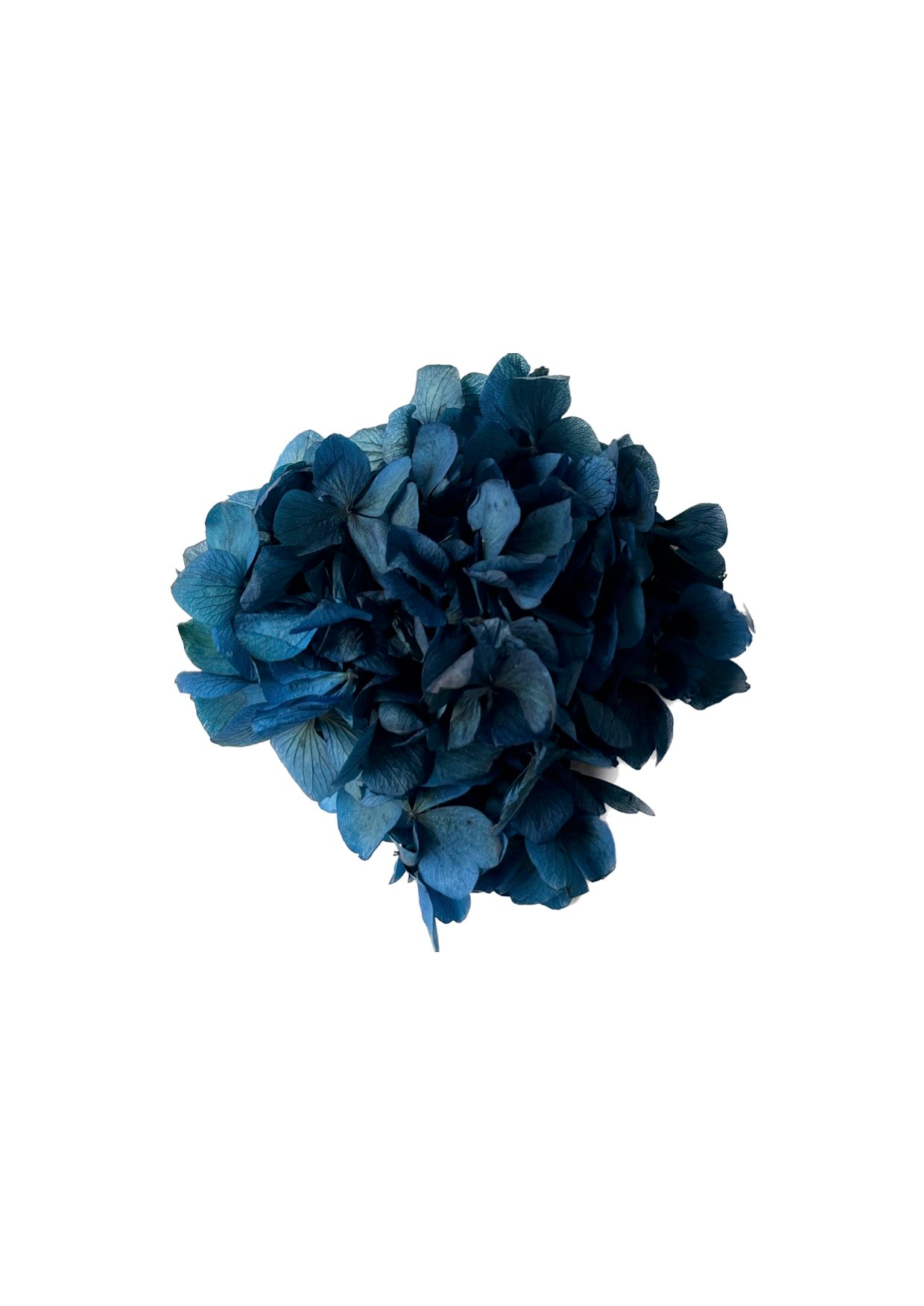 Flor | Azulón